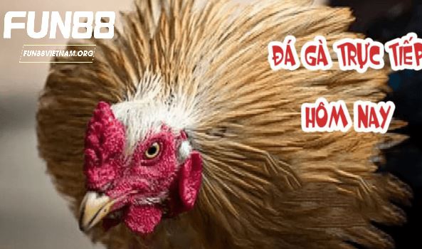 Đá gà trực tiếp hôm nay