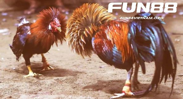 Thành công của kênh đá gà cực sắt Fun88