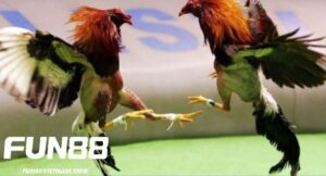 Đá Gà Cựa Sắt