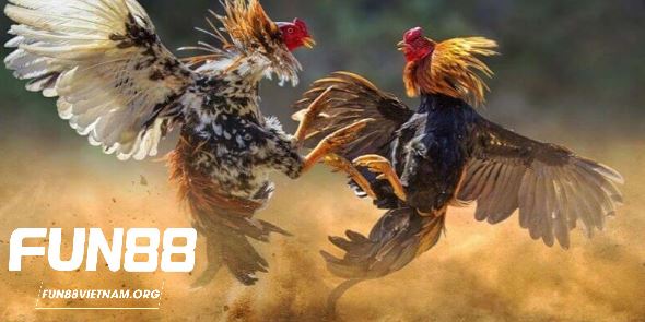 Những luật chơi cơ bản trong đá gà Thomo online