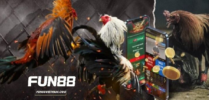 Các địa điểm xem cá cược đá gà thomo trực tiếp chất lượng