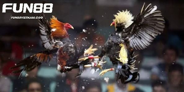 Tìm hiểu về trò chơi đá gà Thomo