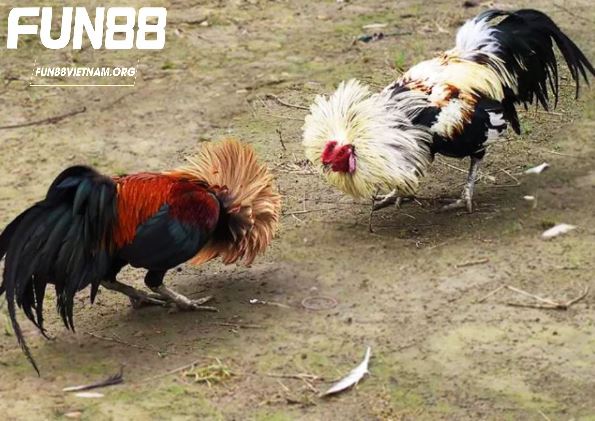 Kỹ thuật huấn luyện và chăm sóc gà tre Thomo