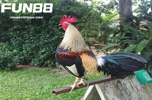 Giá trị kinh tế và văn hóa của Đá Gà Tre 
