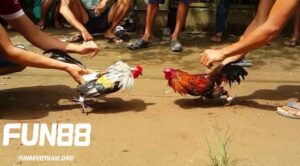 Nguồn gốc và lịch sử của gà tre Thomo