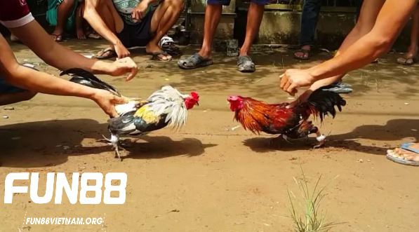 Nguồn gốc và lịch sử của gà tre Thomo